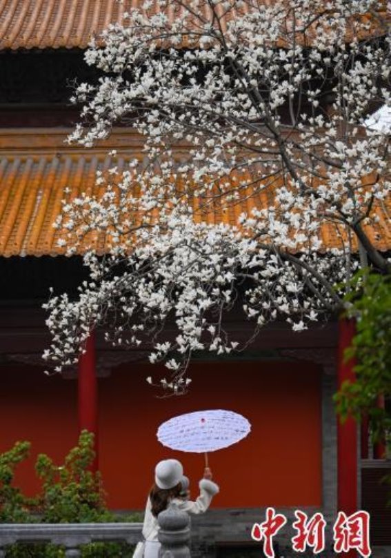 春意盎然，南京朝天宫玉兰花如诗如画