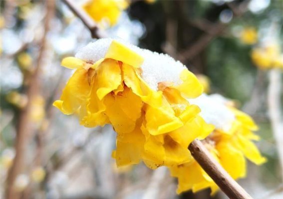 梅雪争春，泰山春雪如约而至