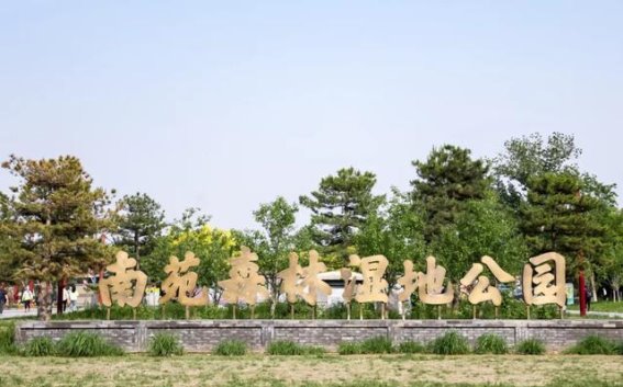 丰台春日花海：一场追花之旅的浪漫收官
