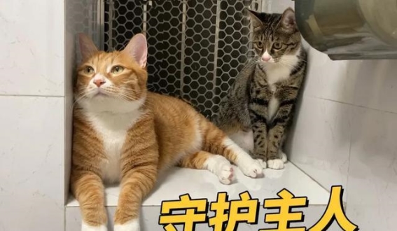 揭秘喵星人：报恩猫与腹黑小主的行为密码