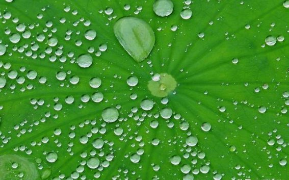 五毒月养生：湿热最重的时节，如何清湿热养脾胃