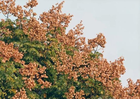 秋日栾花：台江的浪漫时光