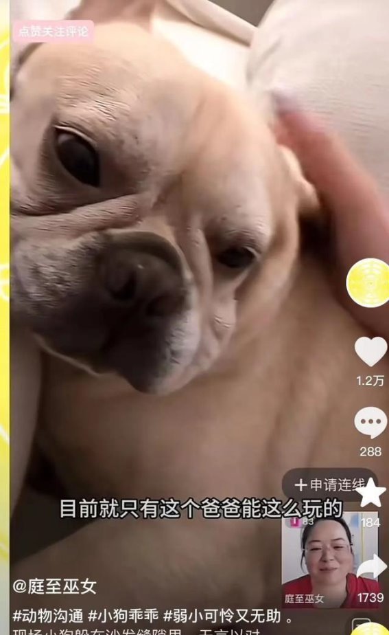 揭秘宠物沟通师：大姨的神秘魅力与争议