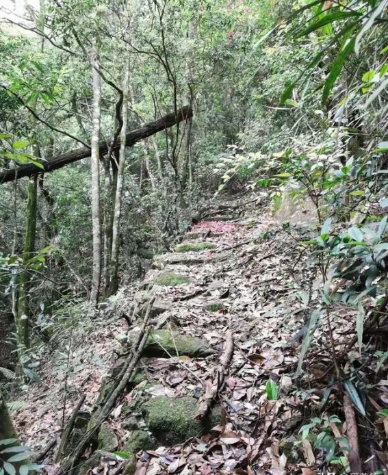 连城古道：历史的回声与自然的交响