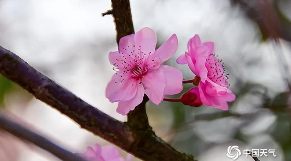 衡阳春日花海 蜂舞花香