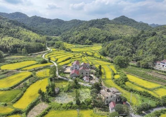 八分村的金色田园：一幅温暖的秋日画卷