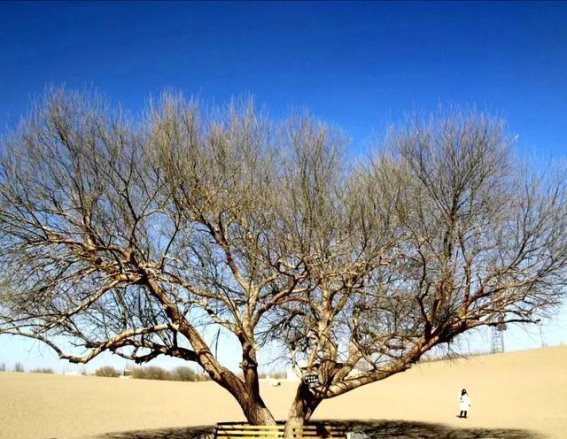 敦煌沙漠中的夫妻柳——大漠中的坚守与守望