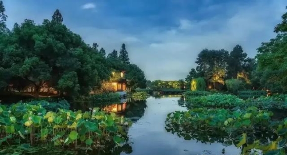 曲院风荷的春日交响：梅樱交替，西湖花事