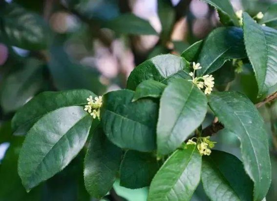 广州桂花推迟开花，秋季何时能到来？