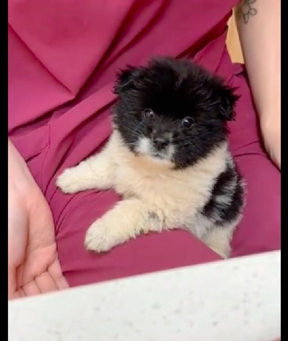 善良的行动，拯救了一只傻乎乎的小狗