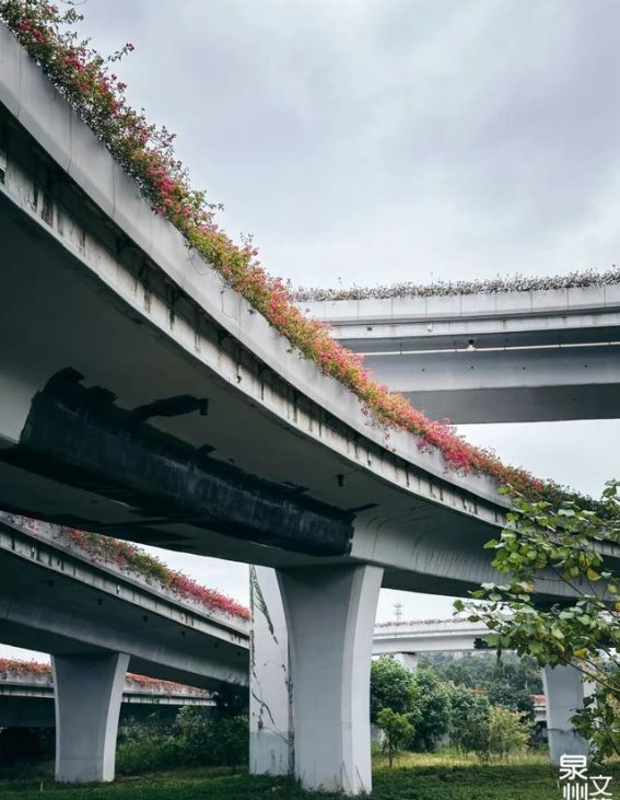 泉州后渚大桥的浪漫银河花海