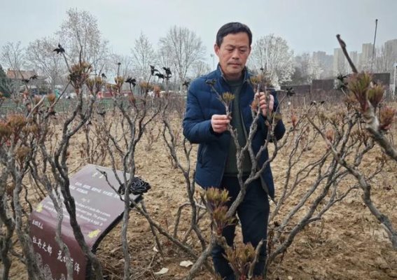 菏泽牡丹盛开前瞻：春风中展现历史与文化的魅力