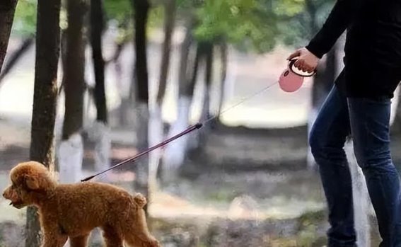 养犬必知！文明养犬须知及相关法规解读