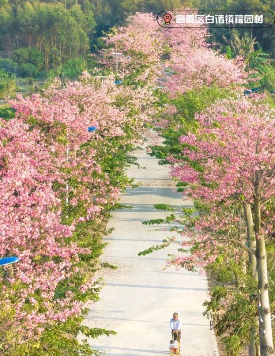 肇庆冬日：美得让人屏息的四季变幻