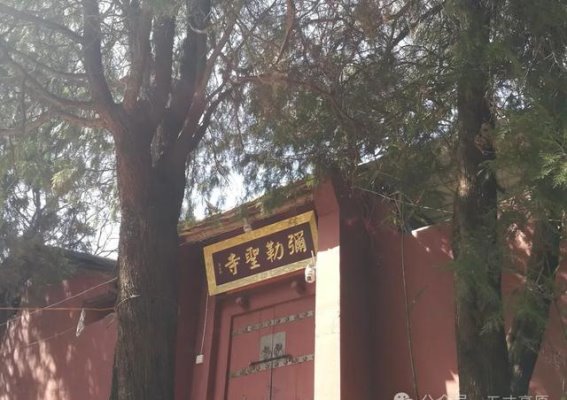 探索牡丹大会：盛大的花卉艺术盛宴