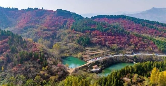 莱芜下法山的红叶奇观：漫山遍野的秋日绚丽