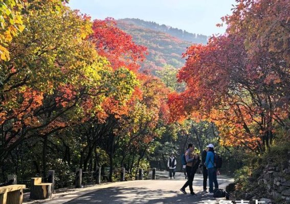 霜降时节的红叶谷，秋韵正浓