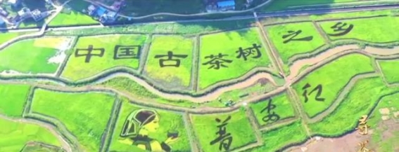 普安——茶的源头与传奇