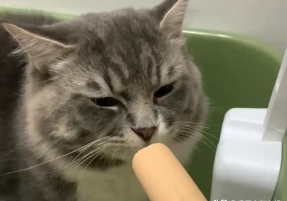 揭秘小猫的表情语言：主人上厕所，小猫的心思竟然如此……