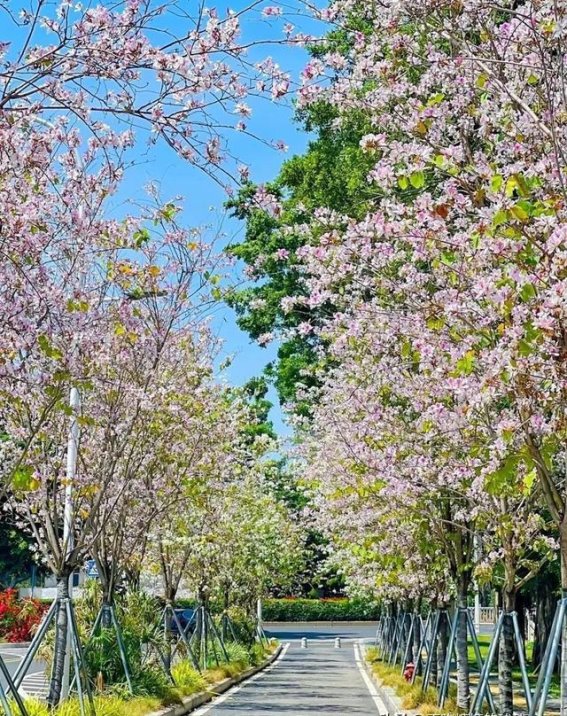 福州春日花海：在晋安湖茶香路邂逅羊蹄甲的浪漫