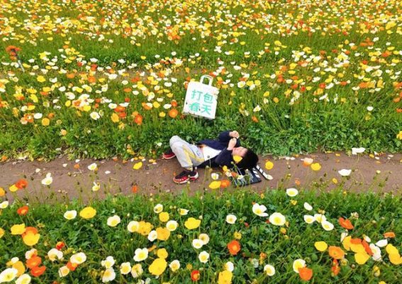 春日京城赏花指南，三月到七月的花海不容错过