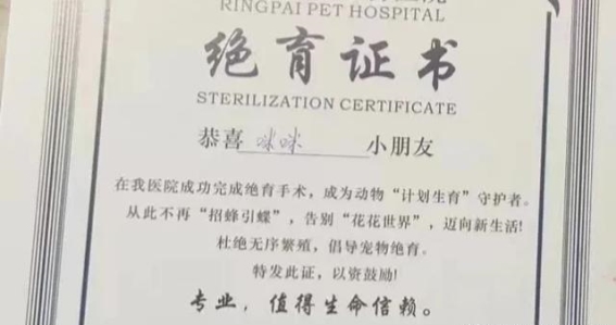 爱猫人士必读：带猫去做绝育的真实经历