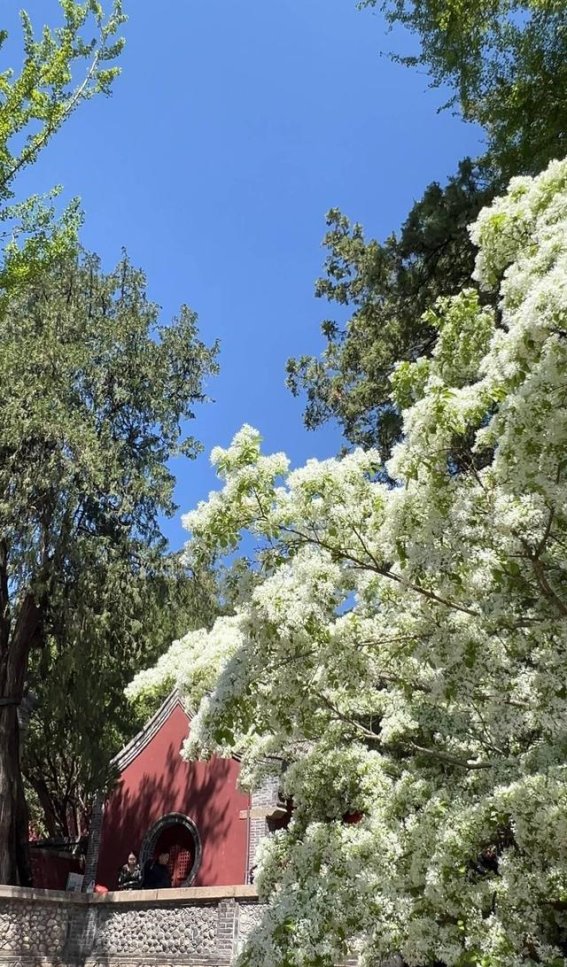 泰山王母池的春日奇遇：流苏花开如雪，四月白云满天