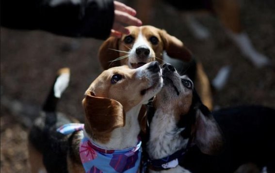 美国医学研究用动物供应商因虐待实验犬遭重罚：反思动物福利与环境保护