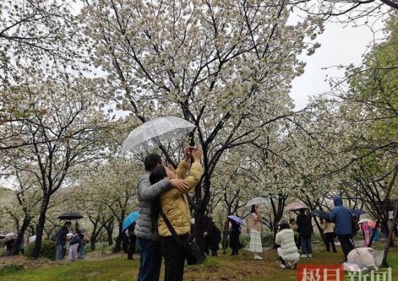 武汉东湖樱花园：风雨洗礼，樱花依旧如约盛放