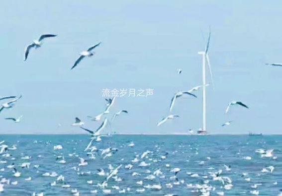 春日游东疆亲海公园，邂逅人与海鸥的和谐时光