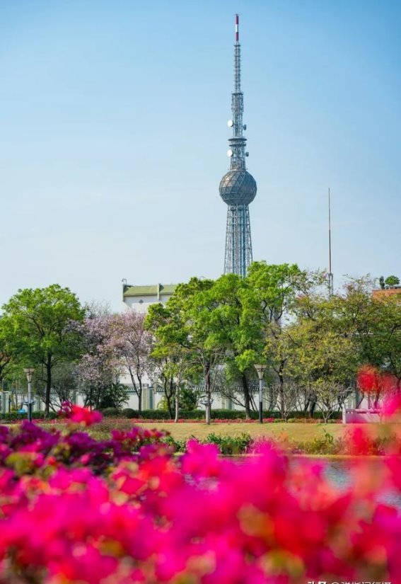 佛山亚艺公园：春天的花海与艺术交织