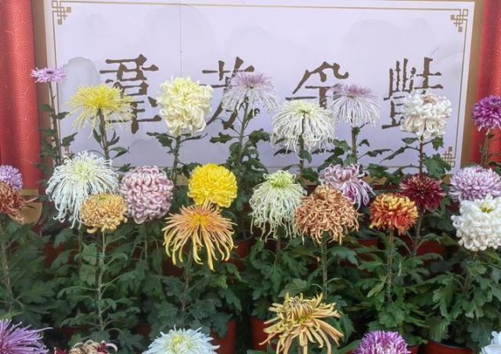 第42届菊花文化节的绚丽盛况
