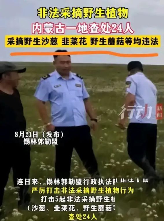 法律与文化的碰撞：云南与内蒙古的野生植物采摘争议