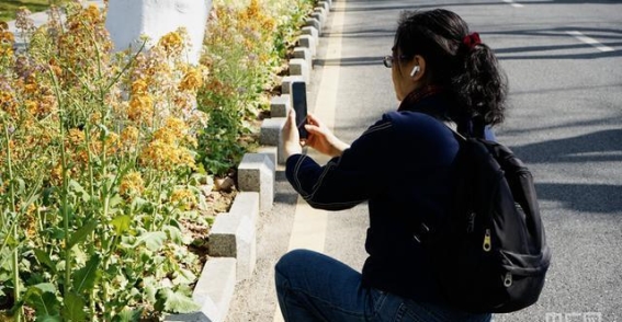 油菜花的色彩与科技交响
