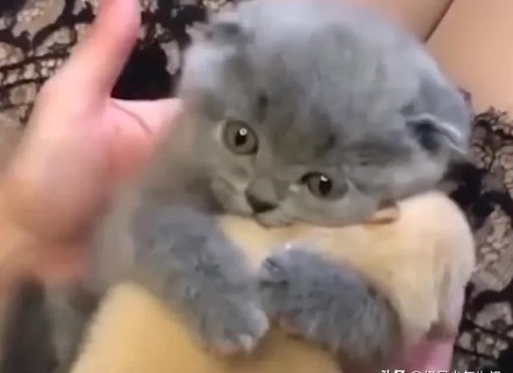 小猫的温暖使者：家庭和世界中不可或缺的存在