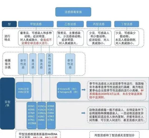 甲型流感高发季节：如何识别、应对与预防