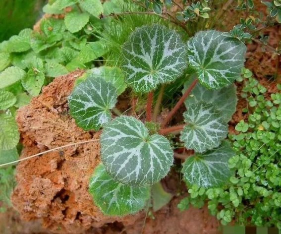 虎耳草：一味草药的神奇疗效，牙痛、耳痛、皮肤瘙痒皆能缓解