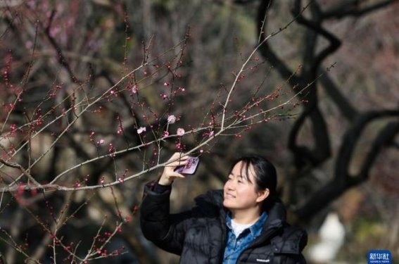 十里梅花香，雪海万株花迎春