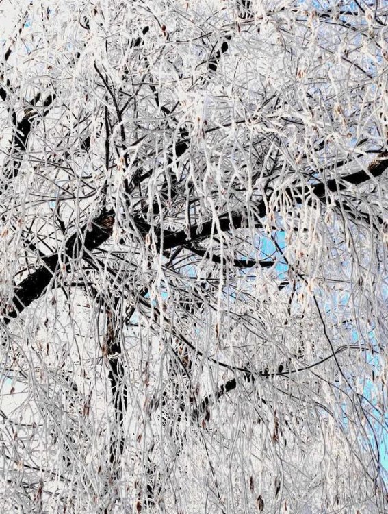 吉林雾凇，冰雪世界中的璀璨奇观