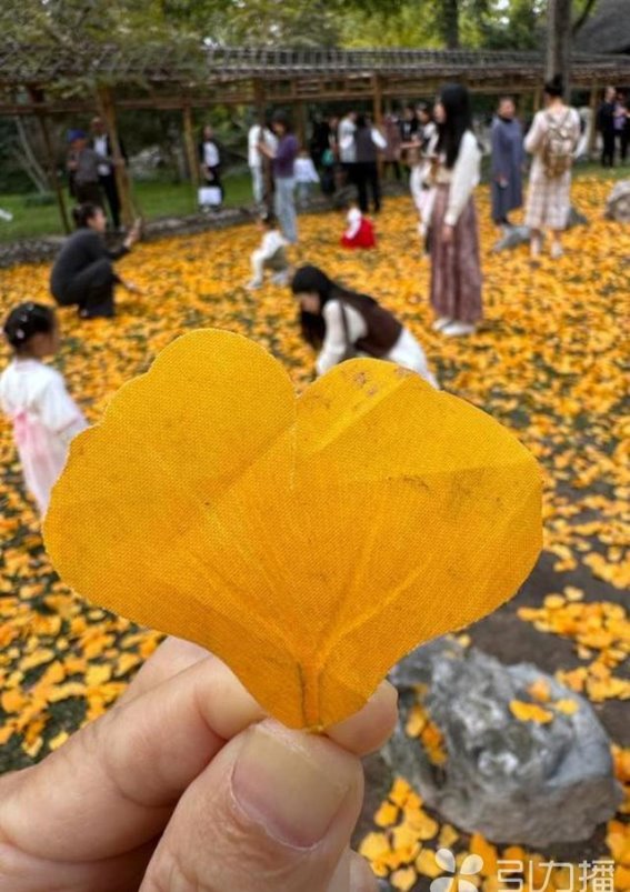 拙政园的秋色：十万片银杏叶，定格深秋的韵味