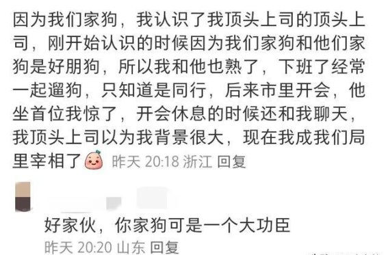 狗狗带来的意外人脉收获：小区社交的新秘密